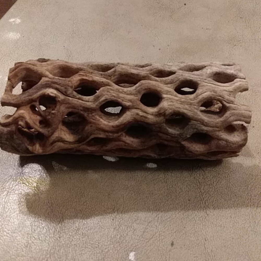 Hermit crab climbing log.